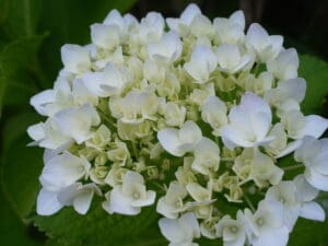 アジサイが咲き始めました