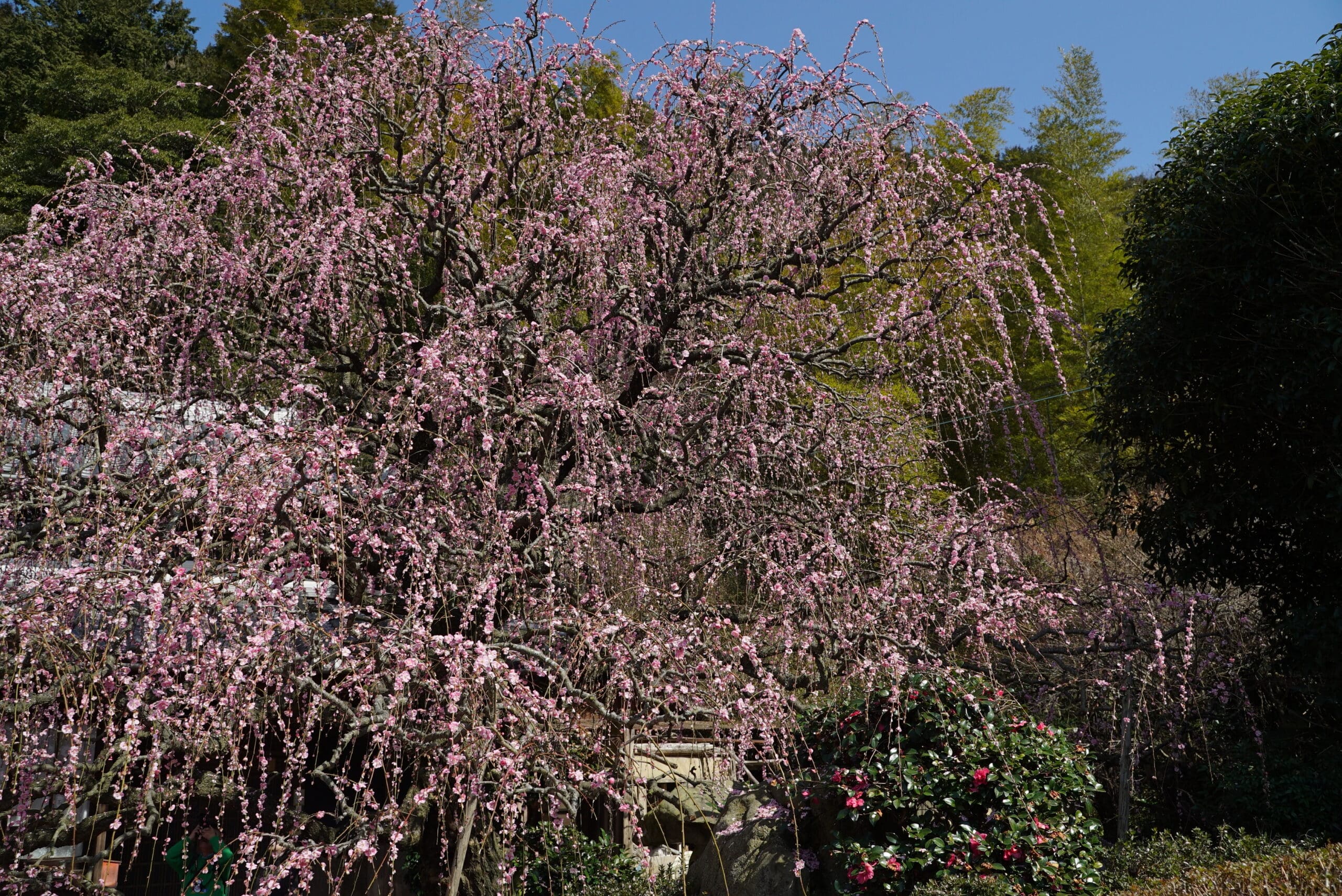 八木のしだれ梅
