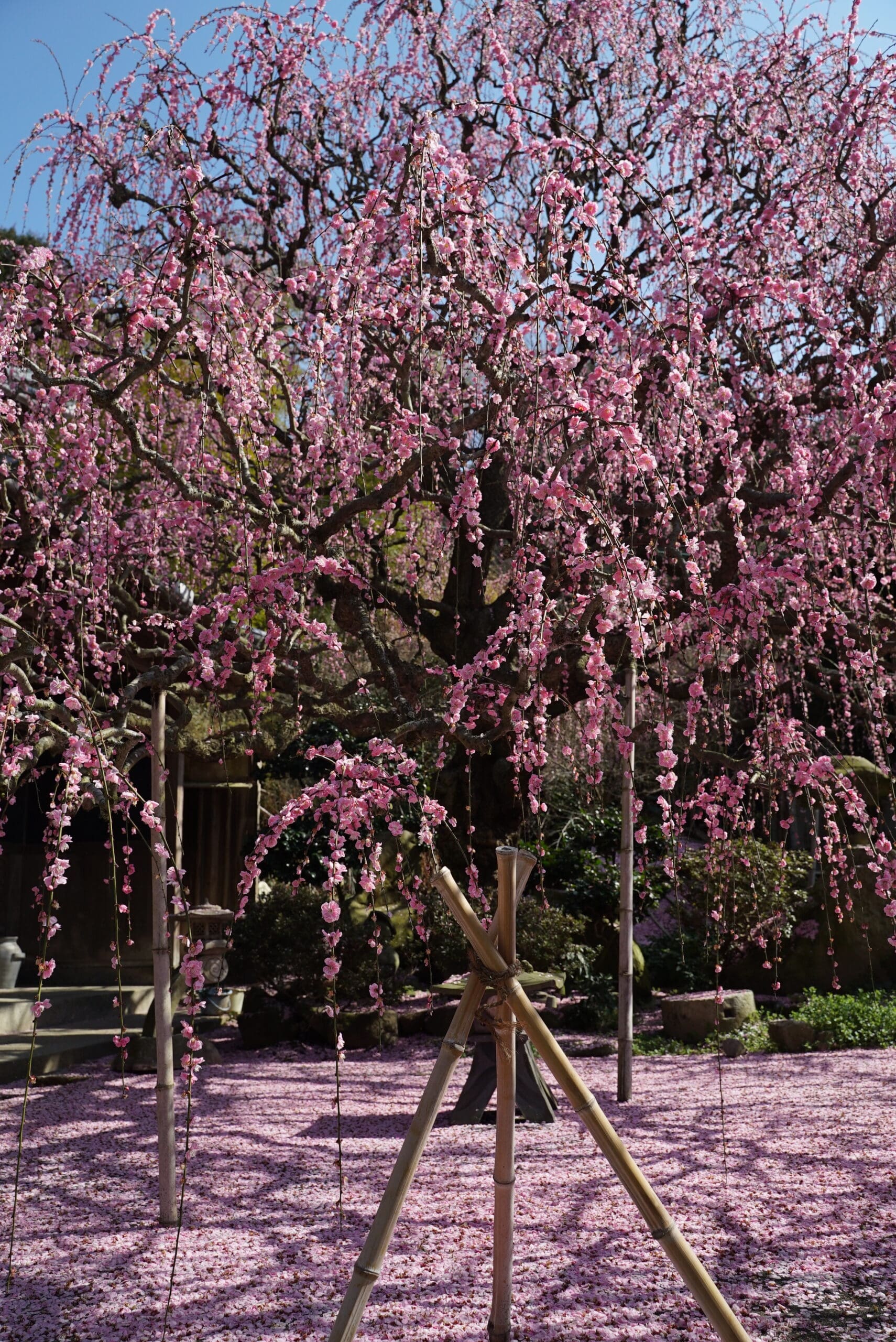 八木のしだれ梅