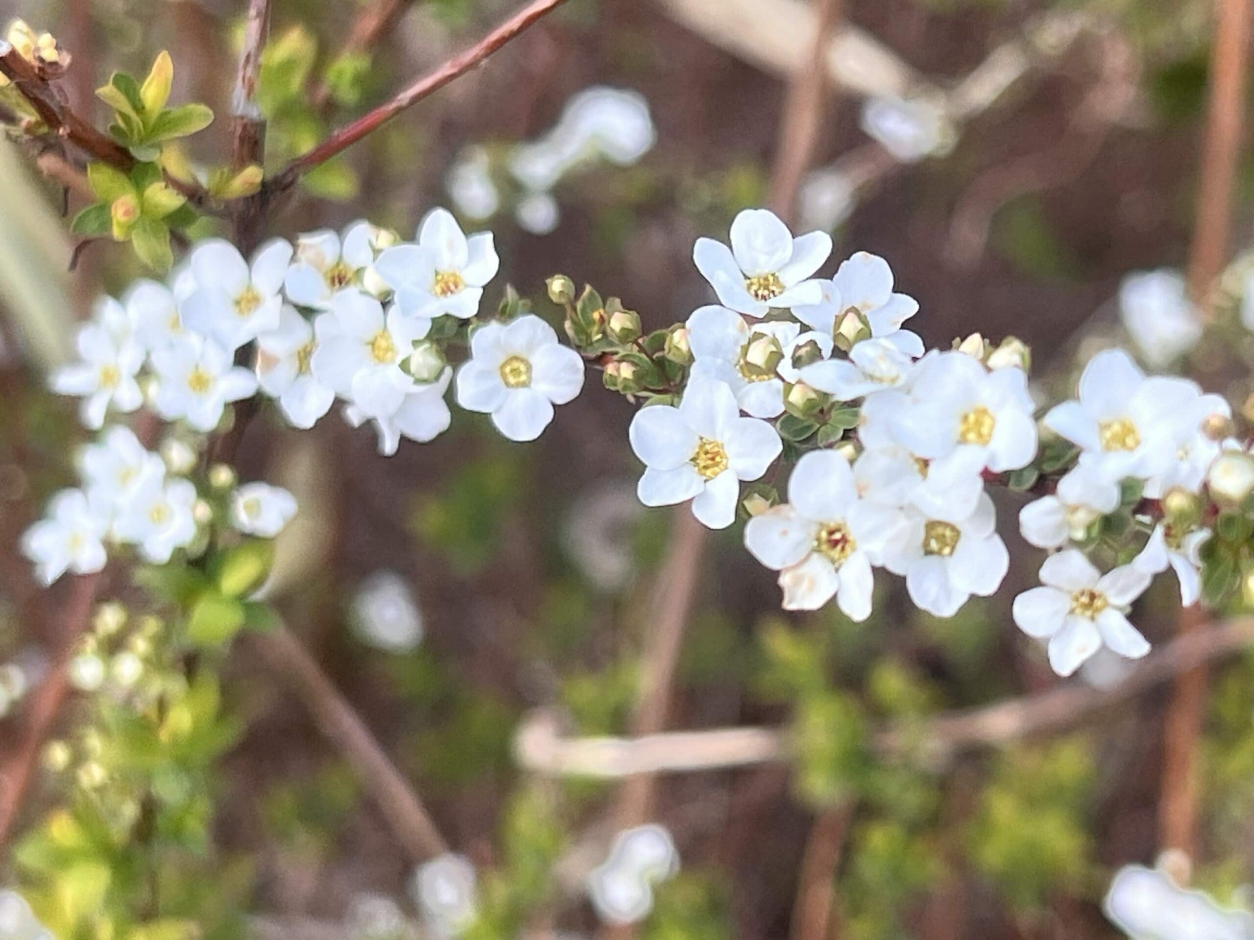 足元に咲く小さな花（春の気配）